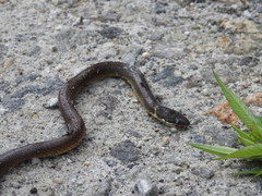 Sibynophis collaris