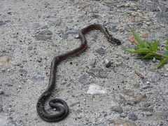Sibynophis collaris