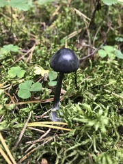 Entoloma corvinum