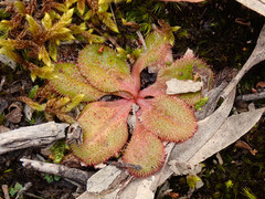 Drosera praefolia