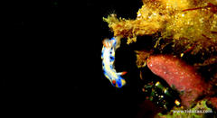 Hypselodoris infucata