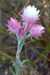 Achyranthemum