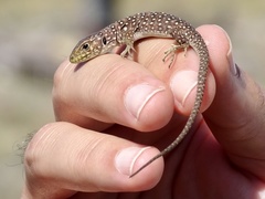 Timon lepidus ibericus