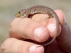 Timon lepidus ibericus