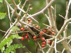 Abrus precatorius africanus