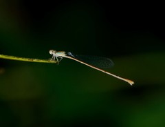 Aciagrion pallidum