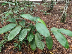 Dipterocarpus retusus
