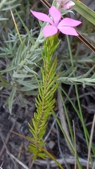 Acmadenia trigona