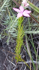 Acmadenia trigona