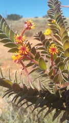 Struthiola argentea