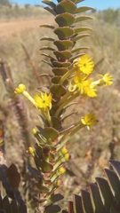 Struthiola argentea