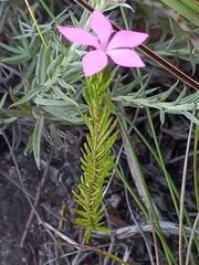 Acmadenia trigona