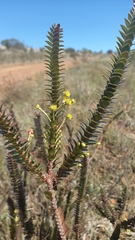 Struthiola argentea