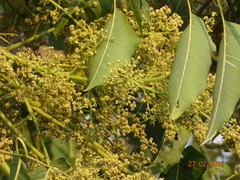 Ailanthus excelsa