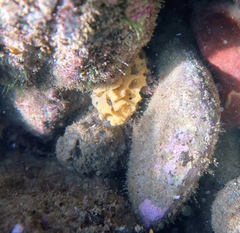 Holopsamma laminaefavosa