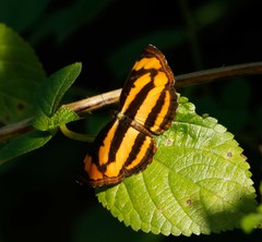 Pantoporia
