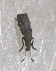 Genethila retusa