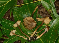 Inocybe subfulva