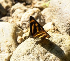Pantoporia