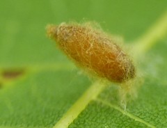 Dinocampus coccinellae paralysis virus