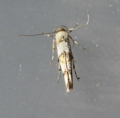 Stathmopoda tritophaea