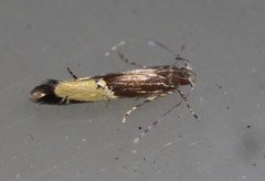 Labdia deliciosella