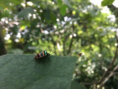 Chrysocoris fascialis