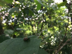 Chrysocoris fascialis
