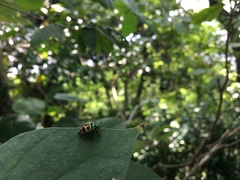 Chrysocoris fascialis