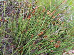 Elegia squamosa