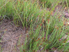 Elegia squamosa