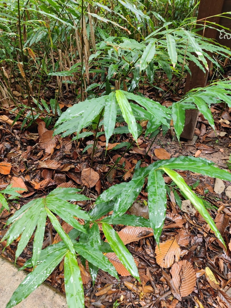 Wurfbainia villosa (Wurfbainia villosa)