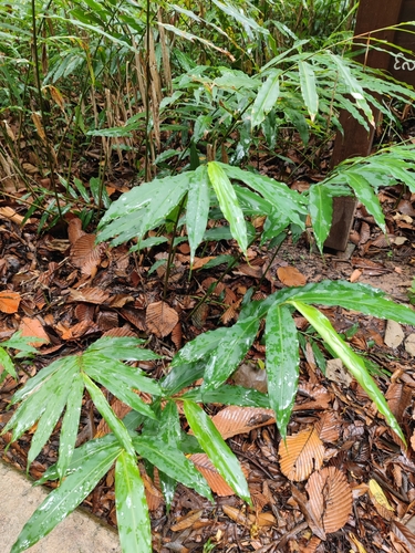 Villous Amomum (Wurfbainia villosa)
