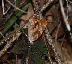 Herona marathus