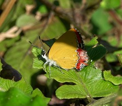 Heliophorus epicles