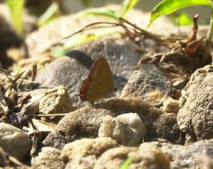 Heliophorus epicles