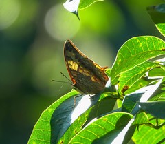 Charaxes