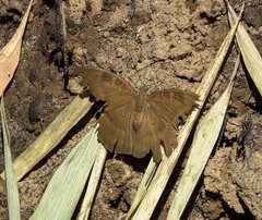 Dophla evelina