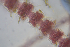 Ceramium macilentum