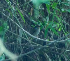 Niltava macgrigoriae