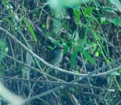 Niltava macgrigoriae