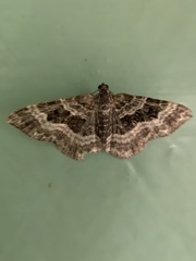 Epirrhoe alternata