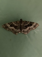 Epirrhoe alternata