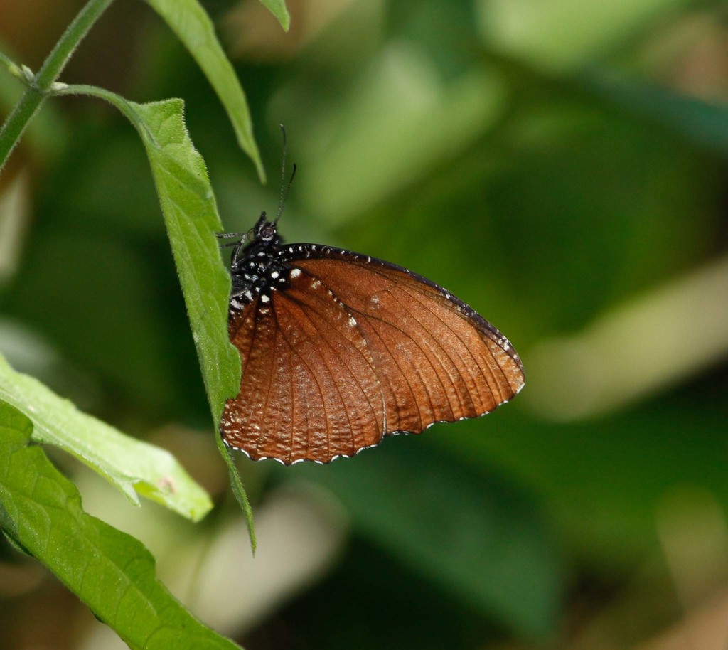 Spotted Palmfly