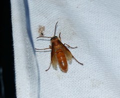 Provespa barthelemyi