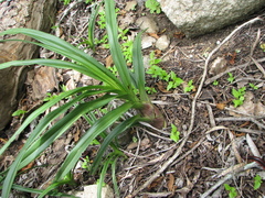 Chlorophytum tuberosum