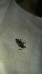 Trichoferus campestris