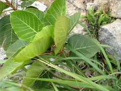Ficus arnottiana