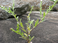 Heliotropium zeylanicum
