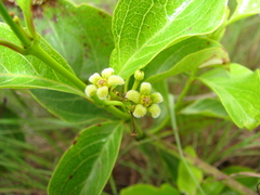 Decalepis hamiltonii